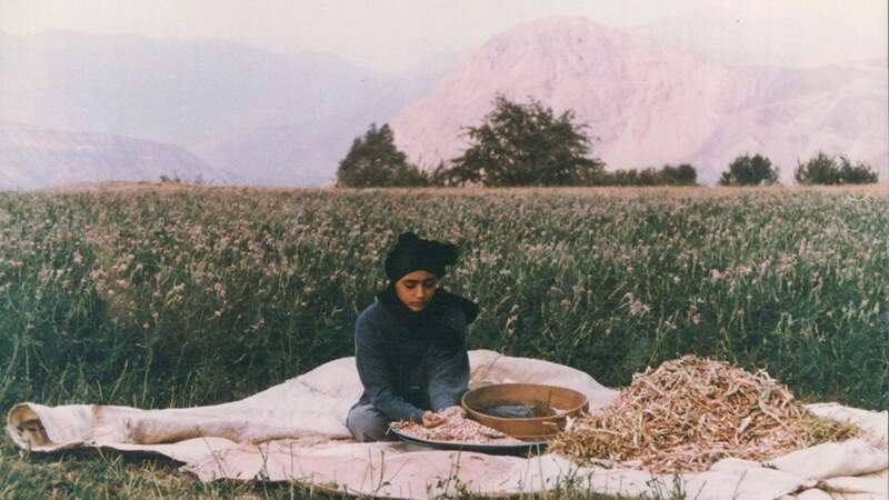درخت گلابی مهرجویی